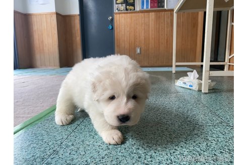 成約済の千葉県のグレートピレニーズ-360559の16枚目